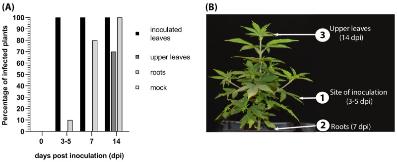Spatiotemporal distribution of hop latent viroid (HLVd) in infected hemp. (A) Graph representing the percent of inoculated leaves, upper leaves, and roots that were positive for HLVd using a RT-PCR diagnostic test. There were zero plants infected with HLVd among the “mock” samples. (B) Schematic diagram of HLVd progression upwards in hemp plants showing the sampling locations (1), (2), and (3).