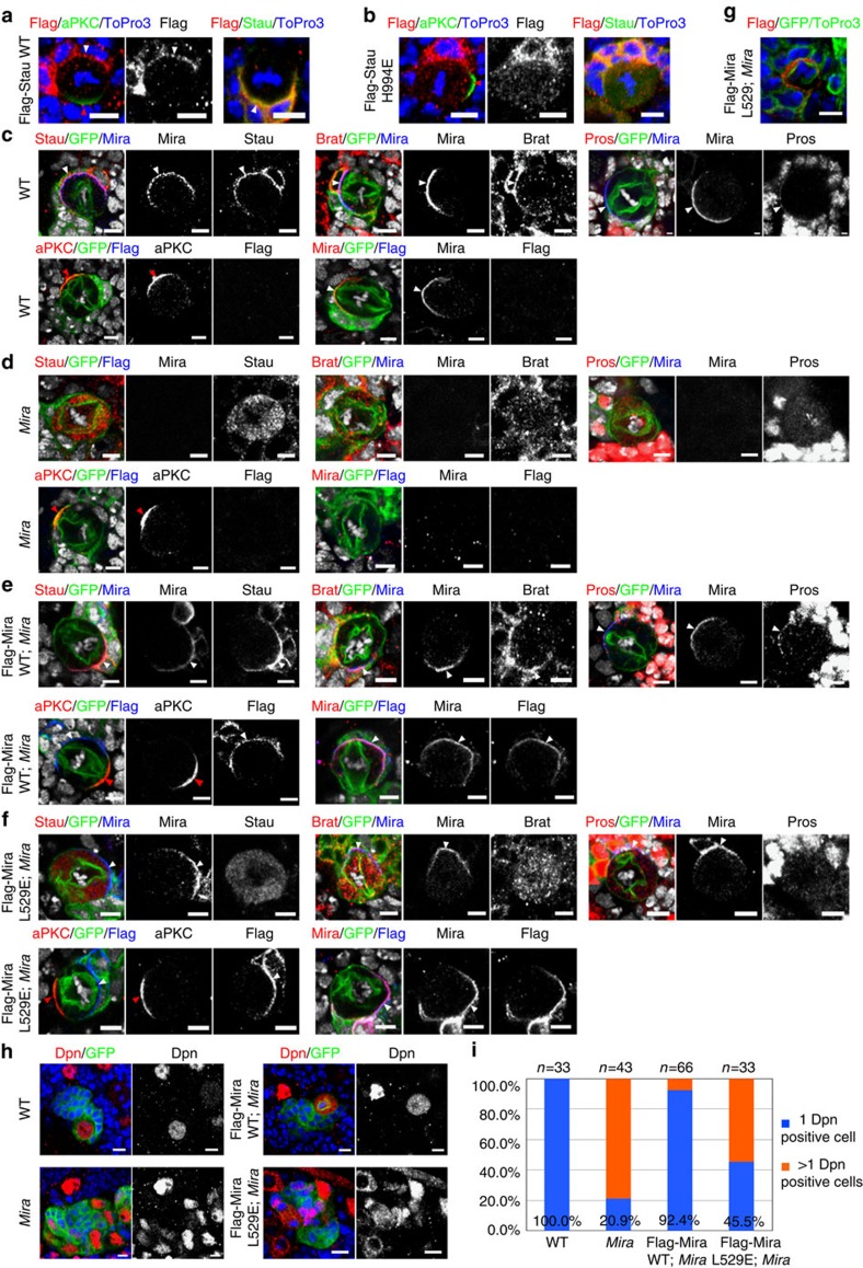 Direct interaction between Mira CBD and Stau dsRBD5 is required for Stau localization during the asymmetric divisions of Drosophila type I larval NBs.ToPro3 in blue in a, b, g, h and in white in c–f. (a,b) Expression of Flag-Stau WT and Flag-Stau H994E transgenes in NB driven by insc-gal4. (a) Flag-Stau WT is localized on the basal cortex in a wild-type NB. (b) Flag-Stau H994E shows cytosolic localization in a wild-type NB. (c–h) NBs are marked by GFP using mosaic analysis with a repressible cell marker (MARCM) technique (see Methods). (c–f) Staining of various apical and basal proteins (red or blue) and GFP (green) in larval neuroblasts derived from wild type (c), Mira mutant (d), Mira mutant expressing a Flag-Mira WT transgene (e), and Mira mutant expressing a Flag-Mira L529E transgene (f). (c) Mira, Stau, Brat, Pros and aPKC are asymmetrically localized in wild type NBs. (d) Mira is not detected in Mira mutant NBs, whereas Stau, Brat and Pros are cytoplasmic in Mira mutant NBs. aPKC is normally localized in a Mira mutant NB. (e) Mira (detected by anti-Mira antibody or anti-Flag antibody), Stau, Brat, Pros and aPKC are normally localized in Mira mutant NBs rescued with Flag-Mira WT. Interestingly, in Mira mutant NBs rescued with Flag-Mira L529E, majority of NBs exhibit basal localization of Mira L529E (f, detected by anti-Mira antibody or anti-Flag antibody), 5.3% of these NBs showing broad cortical localization of Flag-Mira L529E (g). Stau, Brat and Pros remain in cytoplasm and aPKC is normally localized in these NBs. White arrowheads label basal cortex, whereas red arrowheads indicate apical cortex. Scale bar, 5 μm. (h) A WT NB lineage contains one Dpn-positive cell, while a Mira mutant NB lineage harbours multiple Dpn-positive cells that is reverted by expression of Flag-Mira WT but only partially recused by Flag-Mira L529E variant. (i) Statistical data for h.