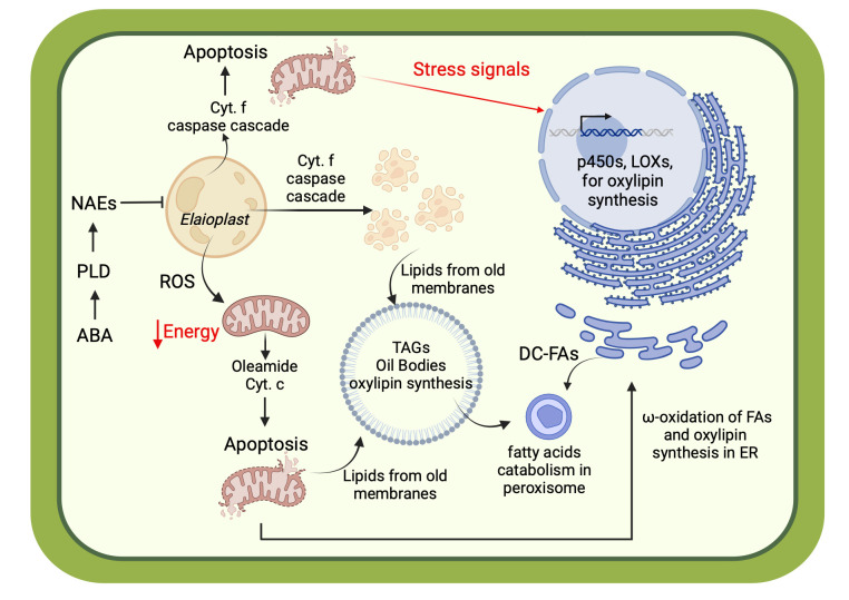 Cellular scheme describing the molecular regulation of senescence mediated by bioactive lipids: abscisic acids (ABA); phospholipase of type D (PLD); N-acylethanoamines (NAEs); endoplasmic reticulum (ER); lipoxygenases (LOXs). Created with BioRender.com.