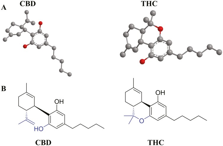 (A) 3D chemical structures of cannabidiol (CBD) and Δ9-tetrahydrocannabinol (THC). Gray spheres represent carbon atoms, and red spheres represent oxygen atoms.40 (B) Chemical structures of THC and CBD. Figure is redrawn from Castillo-Arellano et al.41