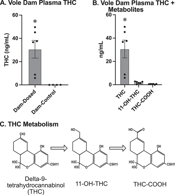 (a) Concentration of THC (measured in ng of THC per mL of tissue) in the plasma of dosed prairie vole dams (left) and vehicle prairie vole dams (right). The plasma of dosed dams contained significantly higher concentrations of THC than vehicle dams. (b) THC and metabolites in the dosed prairie vole dam plasma. THC‐COOH concentration (right) and 11‐OH‐THC concentration (center) are both significantly lower than THC (left). (c) Metabolic progression of the THC molecule. Delta‐9‐tetrahydrocannabinol (THC) is first metabolized into 11‐hydroxy‐delta‐9‐tetrahydrocannabinol (11‐OH‐THC), then further metabolized into 11‐NOR‐9‐carboxy‐delta‐9‐tetrahydrocannabinol (THC‐COOH). Ultimately, this THC‐COOH is conjugated with glucuronide, forming a water‐soluble compound that can be easily excreted from the body. The asterisk (*) indicates that the value is significantly different from all other groups.