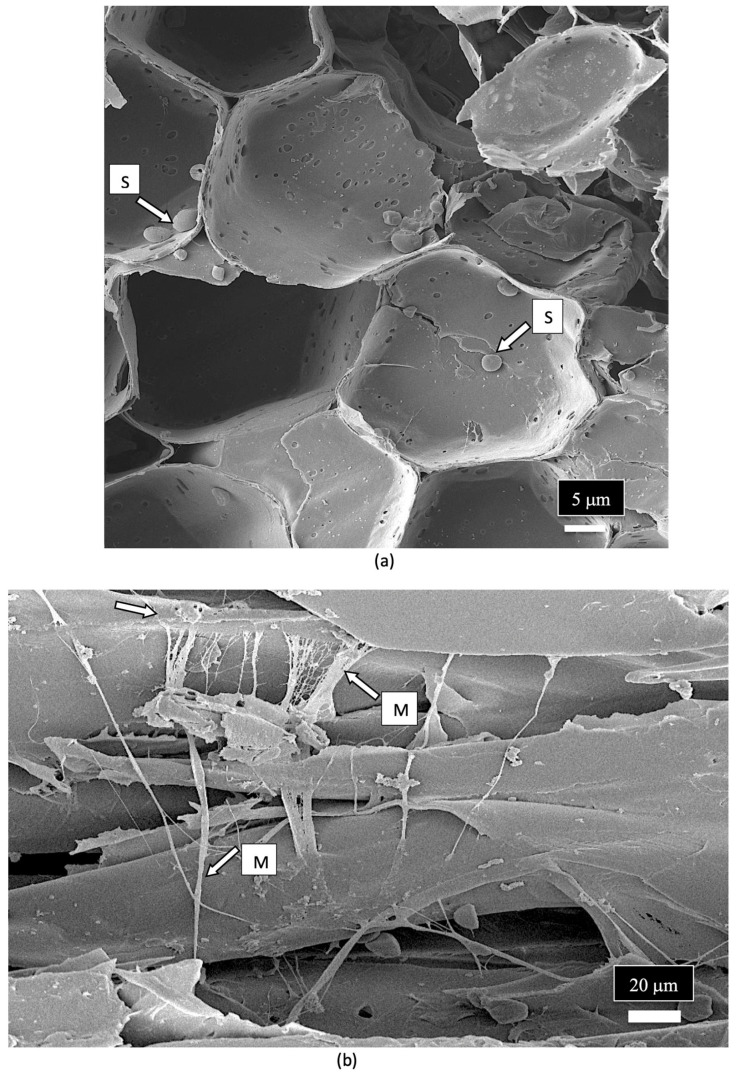 Scanning electron micrograph images of spores and mycelium observed in xylem tissues of the stem of a cannabis mother plant. (a) Spores (S, white arrow) are present inside the pith parenchyma cells. (b) Mycelium (M, white arrows) can be observed growing over the xylem tissue cells.