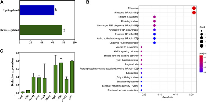 Changes in the transcriptome of MRSA biofilms upon TFBZ treatment and qRT-PCR validation. (A) Statistical diagram of differentially expressed genes (DEGs) in the transcriptome of MRSA biofilms between control and TFBZ treatment. (B) Top 20 KEGG enrichment pathways for DEGs. (C) Relative expression levels of representative genes through real-time quantitative PCR. Data are expressed as mean ± SD (n = 3).