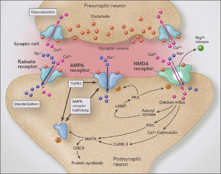 Illustration demonstrating the trafficking of AMPA calcium-permeable receptors from the endoplasmic reticulum to the synaptic lipid raft, thus increasing glutamate sensitivity and increasing the internal flow of calcium. We see a condition of crosstalk between TNFR1 receptors and AMPA receptor trafficking mechanisms