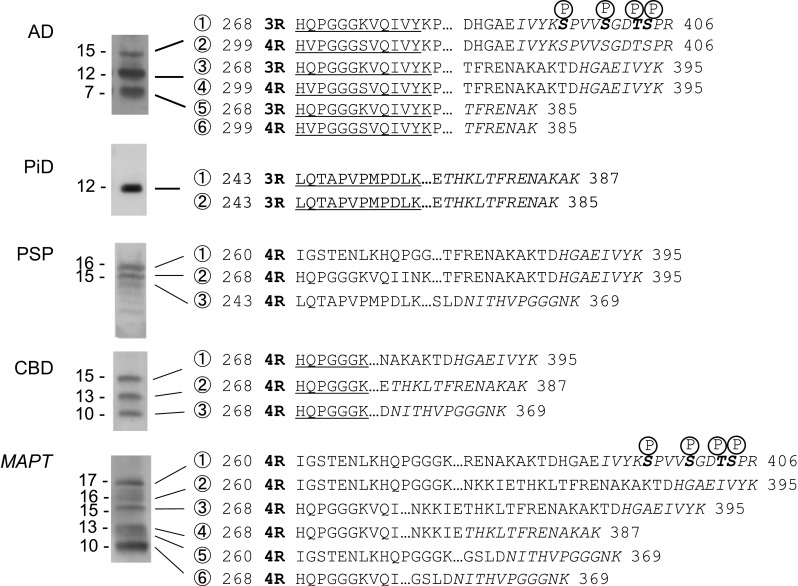 N-terminal sequences identified by protein sequencing, C-terminal peptides identified by LC/MS/MS analysis of the V8 digests, or predicted sequences by MALDI-TOF MS analysis. The results of protein sequence analysis of each band of purified trypsin-resistant tau from tauopathy brains are indicated by underlining and the peptides identified by LC/MS/MS analysis of V8 digestion products are indicated by italic characters. Possible phosphorylation sites are indicated by bold letter with P