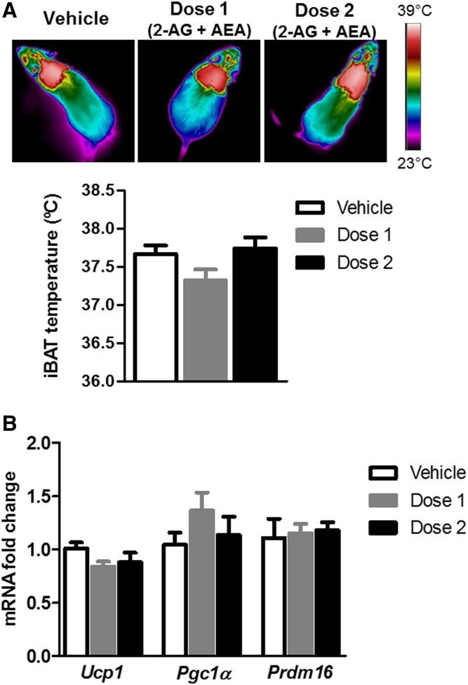 BAT thermogenesis in response to acute icv injection of the eCBs 2-AG and AEA to lean mice, in two different dosages: dose 1 (0.5 µg 2-AG + 0.005 µg AEA) and dose 2 (2 µg 2-AG + 0.02 µg AEA). Representative infrared thermal images and the corresponding quantification of interscapular temperature adjacent to the BAT depot (iBAT) (A) and relative mRNA expression of the thermogenic marker UCP1 (B) in BAT samples of mice after 4 h of icv injection of 2-AG + AEA in two different dosages. Statistical significance was determined by ANOVA and Bonferroni posttest. Error bars represent SEM (n = 8–10).