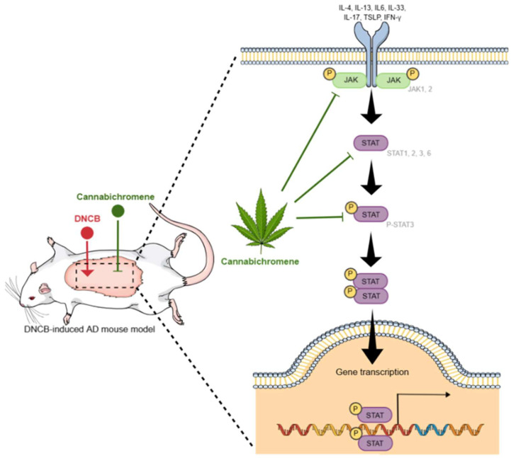 The effect of cannabichromene on a mouse model of hapten-induced contact dermatitis. JAK is activated by cytokine binding to various receptors, and when phosphorylated, STAT protein is activated and phosphorylated. Phosphorylated STAT translocates to the nucleus and activates gene transcription. Cannabichromene has been shown to inhibit these pathways, and, based on these results, it is confirmed to have a therapeutic effect on atopic dermatitis.