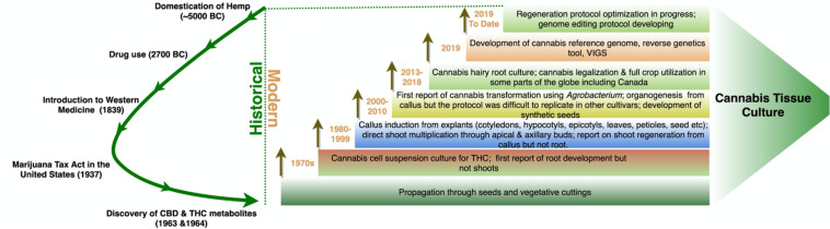 Evolution of cannabis tissue culture research. The green curved arrow on the left shows the key events in cannabis use. Each rectangle on the right shows the major research and development activities at different years. Each brown arrow indicates that the technology is continuously developing and research work is in progress in the particular research area.