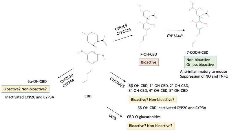 Depending on the types of CYPs that metabolize CBD, the derivatives are different. Bioactive properties of them are not thoroughly determined yet, and some show contradictory results.