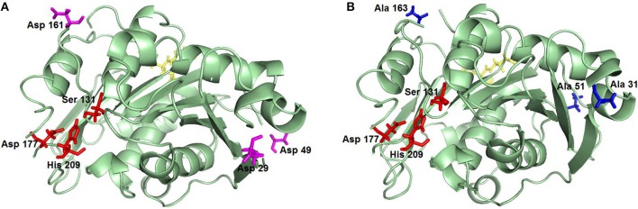 Representation of Thc_Cut1 glycosylation site knockout mutants. (A) Thc_Cut1_koAsn, (B) Thc_Cut1_koST; mutated AA are in pink (A) and blue (B), active site residues are in red, ALE linker sequence for 6× His-Tag is shown in yellow.
