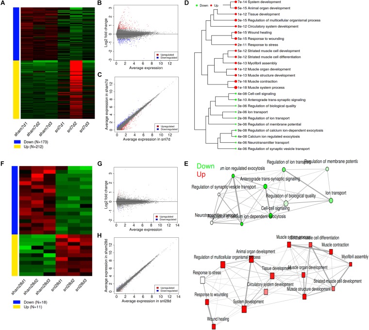 Analysis for differentially expressed genes. (A) Expression patterns of selected DEGs; (B) MA plot for DEGs; (C) Scatter plot for DEGs; (D) Hierarchical clustering tree for DEGs; (E) Enrichment network for DEGs; (A–E showed SNL-7d group vs. Sham-7d group); (F) Expression patterns of selected DEGs; (G) MA plot for DEGs; (H) Scatter plot for DEGs; (F–H showed SNL-28d group vs. Sham-28d group).
