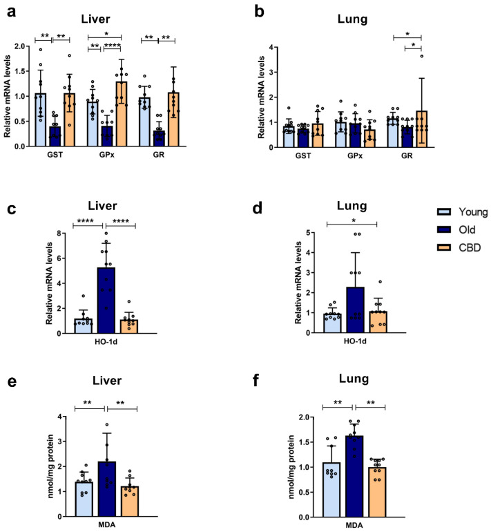 Expression of antioxidant enzymes and oxidative stress markers. (a) mRNA expression of GPx, GST and GR in liver samples; (b) mRNA expression of GPx, GST and GR in lung samples; (c) mRNA expression of HO-1d in liver samples; (d) mRNA expression of HO-1d in lung samples; (e) Concentration of MDA in nmol/mg protein in liver samples; (f) Concentration of MDA in nmol/mg protein in lung samples. Data represent mean ± SD. Individual data points are also shown. Light blue bars represent young group, dark blue bars represent old group and yellow bars represent the group of old animals treated with CBD. n = 10 rats per experimental group. * p < 0.05; ** p < 0.01; **** p < 0.0001.