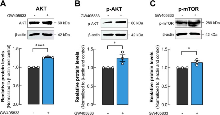 GW405833 Regulated AKT, p‐AKT, and p‐mTOR pathways in UMR‐106 cells. Representative membrane and quantitative data of western blot displaying the levels of (A) total AKT, (B) phosphorylated AKT, and (C) phosphorylated mTOR proteins normalized to β‐Actin. The results were expressed as mean ± SEM of three independent biological replicates each. (*p < 0.05, ****p < 0.0001).