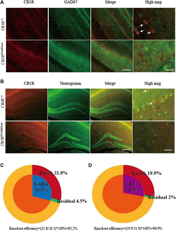 Specific knockout of the CB1R in GABAergic and glutamatergic neurons in the vHPC. (A) After rAAV-mDIX-cre-WPRE-pA viruses were injected into bilateral vHPC of CB1R-flox mice, immunofluorescence images showed CB1R (red) co-expressed with GAD67 (labeled GABAergic neurons, green) in the vHPC. Scale bar for merge images, 200 μm. Scale bar for high magnification images (high mag), 40 μm. (B) After rAAV-CaMKII-cre-WPRE-pA viruses were injected into bilateral vHPC of CB1R-flox mice, immunofluorescence images showed CB1R (red) co-expressed with neurogranin (a marker of glutamatergic neurons, green) in the vHPC. Scale bar for merge images, 100 μm. Scale bar for high magnification images (high mag), 20 μm. (C) Summary data show the percentage of GABAergic neurons whose CB1 receptors were knocked out (red). (D) Summary data show the percentage of glutamatergic neurons whose CB1 receptors were knocked out (red). Data are expressed as the means ± SEM (n = 3 mice in each group).