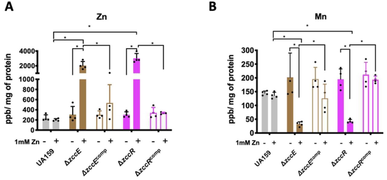 ICP-MS quantifications of intracellular Zn and Mn pools in UA159, ΔzccE, ΔzccR and respective complemented strains. Strains were grown in BHI to mid-exponential phase at which point the experimental groups were exposed to 1 mM Zn for 90 minutes. The graphs indicate intracellular parts per billion Zn (A) or Mn (B) normalized by milligram of total protein. Data represent average and standard deviation of values from four independent biological replicates. Two-way ANOVA was used to determine significance between metal content of either the same strain before and after Zn exposure or among different strains after Zn exposure. A p value of <0.05 was considered significant (*).