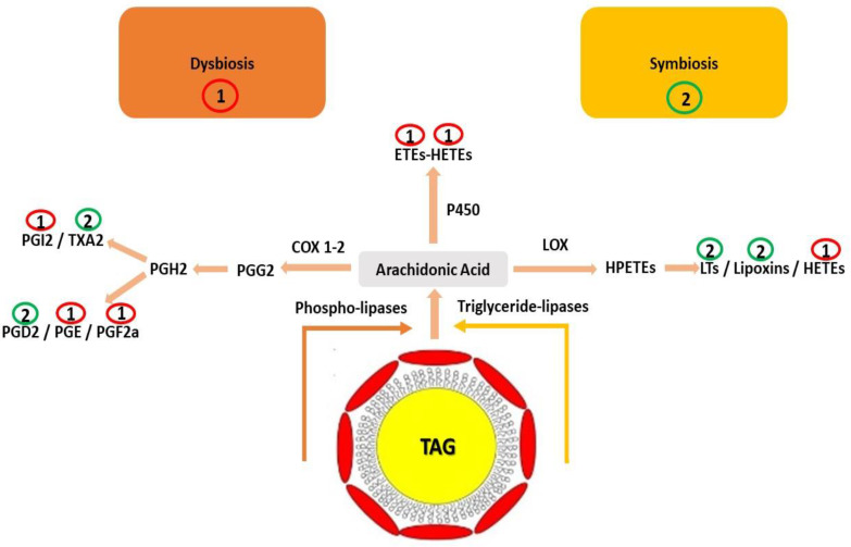 Schematic illustration of different enzymatic pathways (i.e., cyclooxygenase 1,2 (COX-1,2), lipoxygenase (LOX), and cytochrome 450 (CYP450)) of eicosanoids biosynthesis (i.e., prostaglandins (PGE, PGD, PGF, PGI, PGG), thromboxanes (TXs), leukotrienes (LTs), hydroxeicosatetraenoic acids (HETEs), and hydroperoxyeicosatetraenoic acids (HPETEs)) and their role in gut homeostasis [122]. Pink arrows indicate the different biosynthetic pathways, while red and green cycles are associated with gut dysbiosis or symbiosis, respectively.