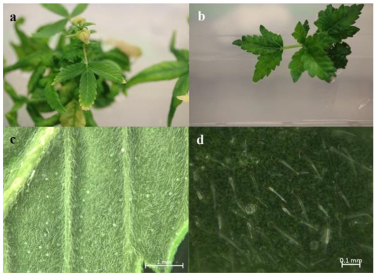 Comparing the morphological traits of diploid and tetraploid cannabis (a) Diploid Cannabis leaf, (b) Tetraploid Cannabis leaf, which is noticeably wider than the diploid, (c) Bright light image of diploid Cannabis stomata, (d) Bright light image of tetraploid Cannabis stomata.