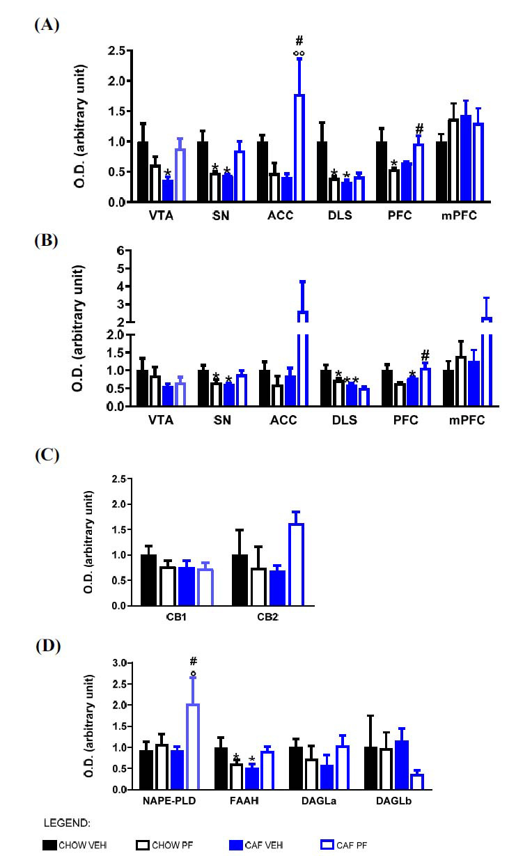 Protein expression of FosB (A), ΔFosB (B) in VTA, SN, DLS, and mPFC; protein expression of cannabinoid receptors (C) and enzymes of synthesis and degradation of cannabinoids (D) receptor in DR measured by Western blot analysis and normalized to γ-adaptin. Two-way ANOVA statistical analysis was performed, and Tukey post hoc results are shown in the figure. *p < 0.05 and **p < 0.01 vs. CHOW VEH; °p < 0.05 and °°p < 0.01 vs. CAF VEH; #p < 0.05 vs. CHOW PF. No proper staining was obtained for MAGL.