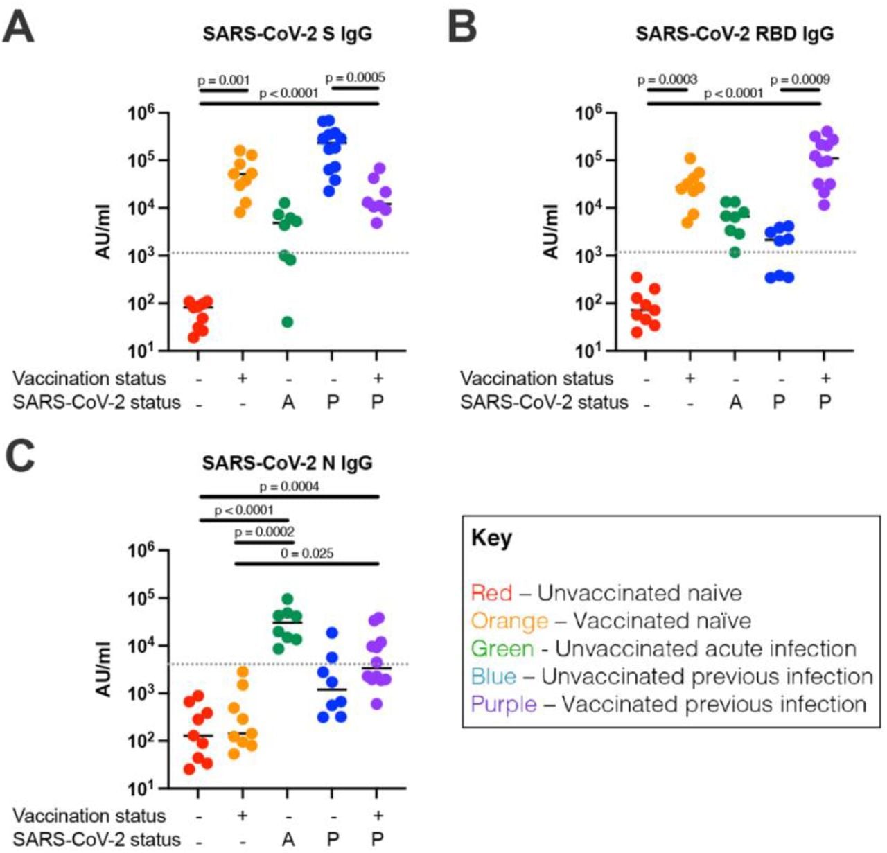 SARS-CoV-2 S-, RBD- and N-specific IgG responses using MSD binding assay.(A) S IgG antibody titres for individual groups. (B) RBD IgG antibody titres for individual groups. (C) N IgG antibody titres for individual groups. Unvaccinated naïve, n = 9; unvaccinated acute infection, n = 8; unvaccinated previous infection, n = 8; vaccinated naïve, n = 10; vaccinated previous infection, n = 12. A – acute infection; P – previous infection. Unpaired comparisons between groups were performed using Kruskal-Wallis test with Dunn’s correction. Horizontal dotted lines represent the threshold of each assay based on pre-pandemic controls (see Methods).