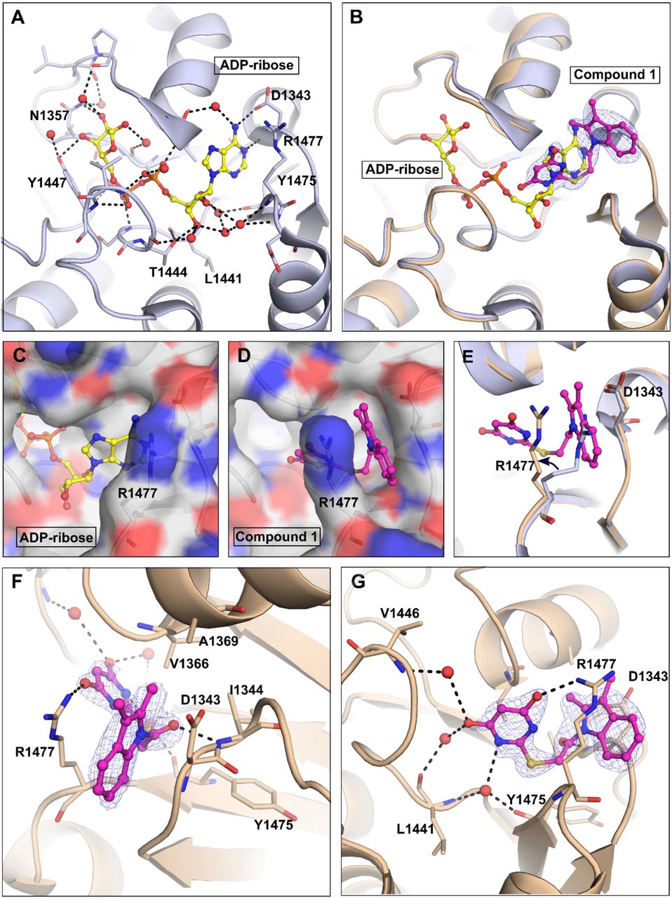 Binding mode of 1 in the ADP-ribose binding pocket of the CHIKV macrodomain. A) ADP-ribose binds to the CHIKV macrodomain and is stabilized through a network of hydrogen bonding interactions (PDB: 3GPO) [57]. The protein is represented as a light blue cartoon. ADP-ribose is displayed as a yellow stick-and-ball model. Water molecules are displayed as red spheres. Hydrogen bonds are shown as black dash lines. B) Overlay the CHIKV macrodomain structure in complex with ADP-ribose (PDB: 3GPO) [57] and with compound 1 (sand cartoon, PDB: 9TDQ). Compound 1 is displayed as a magenta stick. The electron density map of 1 is shown as a blue mesh contoured to 1σ. C-D) Surface presentation of the CHIKV macrodomain in complex with ADP-ribose (C) and compound 1 (D) highlights a transient pocket between Arg1477 and Asp1343. E) Arg1477 is flexible and moves away to accommodate 1. Arg1477 is displayed as a light blue stick (in ADP-ribose complex structure) and a sand stick (in compound 1 complex structure). F-G) Two different views show binding interactions of 1 and the CHIKV macrodomain. The residues involved in the binding are displayed as sticks. Water molecules are displayed as red spheres. Hydrogen bonds are shown as black dash lines. The first view (F) focuses on the interaction between the indole ring and the transient pocket. The second view (G) focuses on the interaction between the thiobarbiturate ring and the adenosine binding site.
