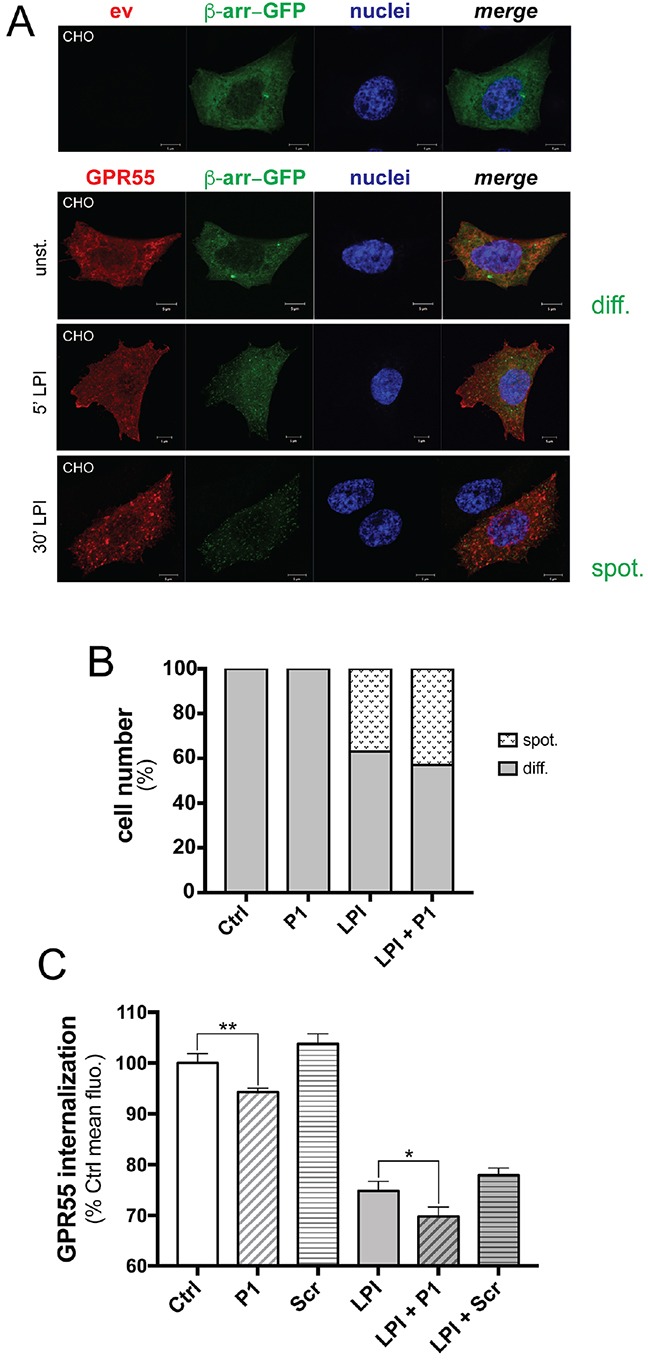 Peptide P1 stimulates GPR55 internalizationA. Representative confocal images of CHO cells expressing empty vector (ev) or HA-GPR55E (GPR55, red) and β-arrestin–GFP (green). β-Arrestin–GFP was uniformly distributed in the cell cytoplasm (diff.) of unstimulated cells (unst.) after 1 h serum deprivation. In HA-GPR55E expressing cells, treatment for 5 min with 10 μM LPI caused plasma-membrane recruitment of β-arrestin–GFP, as shown by spotted distribution (spot.). Prolonged LPI treatment up to 30 min induced HA-GPR55E and β-arrestin–GFP co-localization in endocytic structures. Hoechst staining for cell nuclei (blue) is also shown. Scale bar: 5 μm. B. Quantification of the diffuse (diff.) and spotted (spot.) β-arrestin–GFP in CHO cells, as unstimulated, stimulated with LP1 (10 μM) for 30 min, without or with 10 min pre-incubation with peptide P1 (50 μg/ml). For each coverslip, 10 random fields were chosen blindly under a 40× objective, and the two opposite phenotypes were quantified; i.e. cells with β-arrestin diffuse in the cytoplasm (diff.), and with β-arrestin in vesicles (spot.). These two phenotypes were expressed as percentages of analyzed cells. Data are representative of three independent experiments. C. Quantification of plasma-membrane localization of HA-GPR55 in transfected HeLa cells by FACS analysis after immunostaining of live cells with the anti-HA and an Alexa488-tagged anti-mouse antibodies (see Methods section). Cells were pre-incubated or not with 80 μg/ml peptide P1 for 10 min, then stimulated or not with 10 μM LPI for 15 min. By FACS analysis, mean fluorescences were obtained, and compared to the mean fluorescence of the unstimulated sample (assumed as 100%), as indicative of decreased GPR55 plasma-membrane localization. The mean efficiency of transfection measured in these experiments was 58%, and the mean fluorescence of HA-GPR55 expressing HeLa cells was 5,800. Data are means ±SE of five independent experiments. *p <0.01, LPI+P1 versus LPI; **p <0.005, P1 versus unstimulated sample (Ctrl), (Student's t tests).