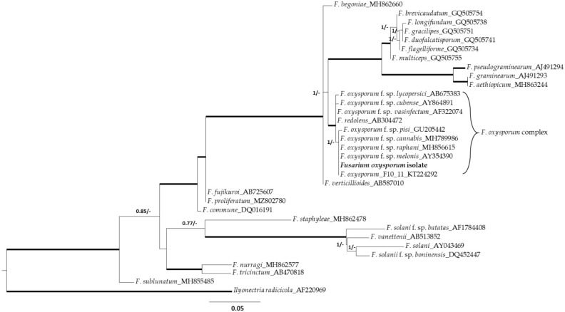 Phylogenetic tree inferred from maximum likelihood and Bayesian analyses from internal transcribed spacer (ITS) regions of 24 representative species of Fusarium, the isolate of this study and the Ilyonectria radicicola outgroup. Thickened branches indicate those that are supported both by likelihood bootstrap values of >70% and by Bayesian posterior probabilities of >95%. The definition of MrBayes and RAxML percentages bootstraps are defined next to the branches at each node (probabilities/bootstrap). Scale bar represents the number of substitutions per nucleotide site for a unit of branch length.
