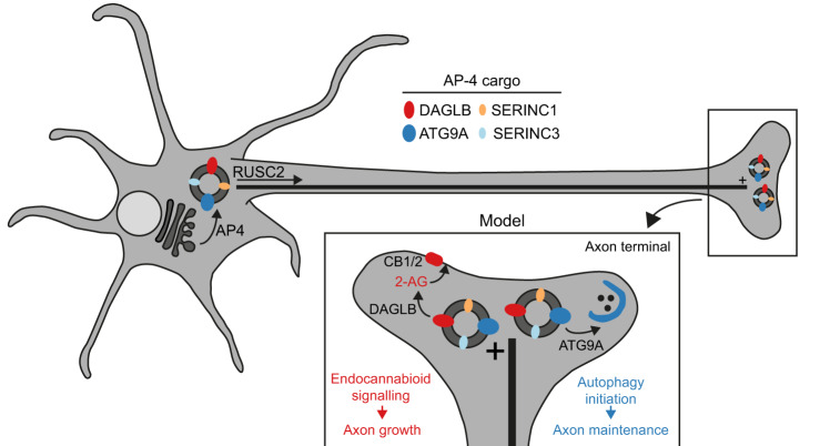 A new cellular disease model for AP-4 deficiency syndrome.Proposed model for the role of AP-4 in axonal transport based on our new and published data. AP-4 acts at the trans-Golgi network (TGN) membrane to package its cargo proteins, DAGLB, ATG9A, SERINC1 and SERINC3, into transport vesicles. RUSC2 mediates microtubule plus-end-directed transport of AP-4-derived vesicles, delivering cargo to the distal axon. DAGLB is an enzyme responsible for production of the endocannabinoid 2-AG, known to be required for axonal growth via autocrine activation of cannabinoid receptors. The previous model for AP-4 deficiency syndrome has focused on missorting of ATG9A, which is required for autophagy initiation and hence for axonal maintenance. We now propose that the neuronal pathology in AP-4 deficiency arises from the compound effects of DAGLB missorting on axonal development and ATG9A missorting on axonal autophagy.