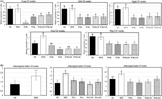 Effects of DIO and weight control interventions on vascular damage measured in the aorta and plasma. (A) gene expression of transcripts coding for vascular adhesion molecules and inflammation markers at the end of the 21-week experimental period, (B) plasma atherogenic index at the end of the different experimental stages. Results are means of eight rats ± SEM depicted by vertical bars. *P < 0.05 in t-test (12 weeks); A,B,C means with different letters are significantly different (ANOVA treatment, P < 0.05; 15 and 21 weeks). Vcam vascular cell adhesion molecule 1, Vegfa Vascular endothelial growth factor A, Sele Selectin E, Nos2 Nitric oxide synthase 2, Ptgs2 Prostaglandin-endoperoxide synthase 2. Atherogenic index, (total-cholesterol (mg/dL)/HDL-cholesterol (mg/dL). SD normocaloric standard diet group, HFD HFD-treated group. Weight loss interventions (WL) on weeks 13–15: WLs obese rats treated with caloric restriction and no exercise, WLe obese rats treated with caloric restriction in combination with physical exercise, WLsAM obese rats treated with caloric restriction in combination with AM251 administration and no exercise, WLeAM obese rats treated with caloric restriction in combination with physical exercise and AM251 administration. Weight-maintenance interventions (WM) on weeks 16–21: WMs rats treated with diet SD and no exercise, WMe rats treated with diet SD in combination with physical exercise, WMsAM rats treated with diet SD in combination with AM251 administration and no exercise, WMeAM rats treated with diet SD in combination with physical exercise and AM251 administration.