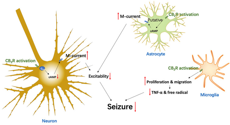 Diagram epitomizing the CB2R-associated mechanisms in the modulation of epileptic seizures.