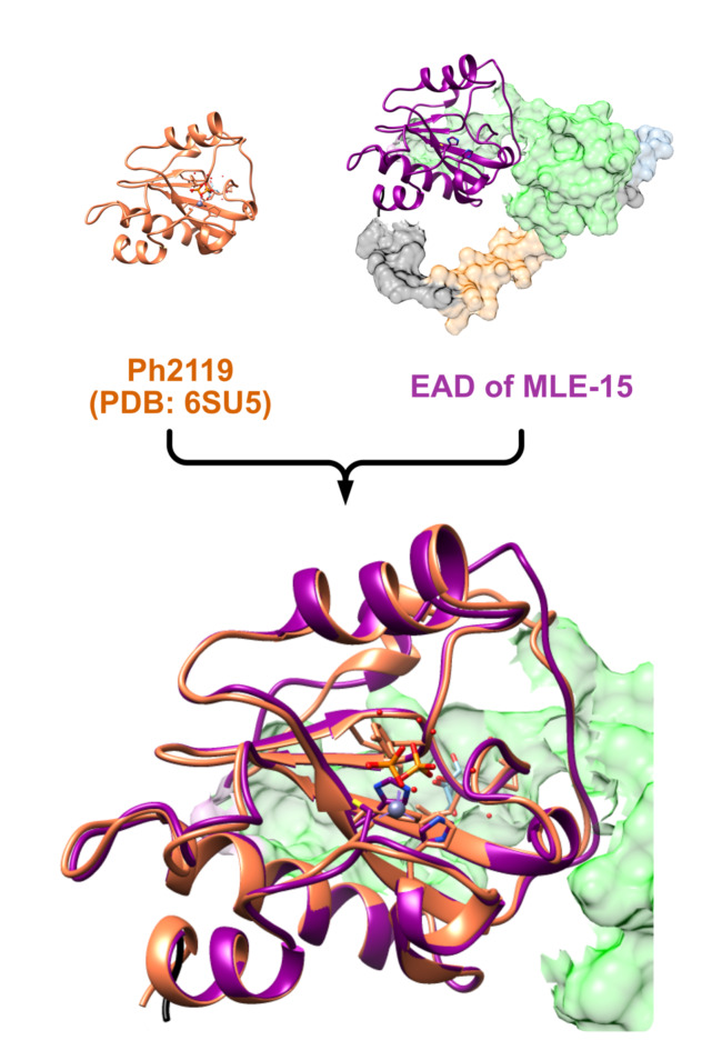 Superposition of EAD of MLE-15 (represented in dark magenta color) and catalytic domain of Ph2119 endolysin (represented in orange color). Model of MLE-15 was obtained with OmegaFold43 and was superimposed at the EAD position with Ph2119 (PDB: 6SU5). The colors of the remaining parts of the MLE-15 enzyme are cecropin A - light orange, linker - blue, CBD - green, C-terminal His-tag - black. Superposition was performed with Chimera 1.1648 and visualization with use of Affinity Designer (https://affinity.serif.com/en-us/designer/).