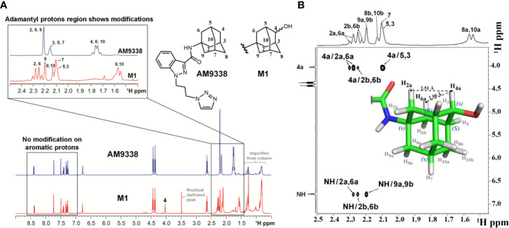 (A) Overlay of 1H-NMR spectra of AM9338 and its monohydroxylated metabolite (M1), (B) NOE NMR spectra and stereochemistry assignment for M1.