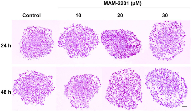Spheroid histology. The cells were arranged close together and appeared densely packed at a starting density of 200 cells/well in the control spheroid samples at both 24 and 48 h. No necrotic core presence was observed in either the control or treated spheroids. In MAM-2201-treated spheroids, a loose cell packing and poor internal cohesion of cell-to-cell contacts were observed with an evident presence of interstitial spaces between individual cells. Scale bar: 100 μm.