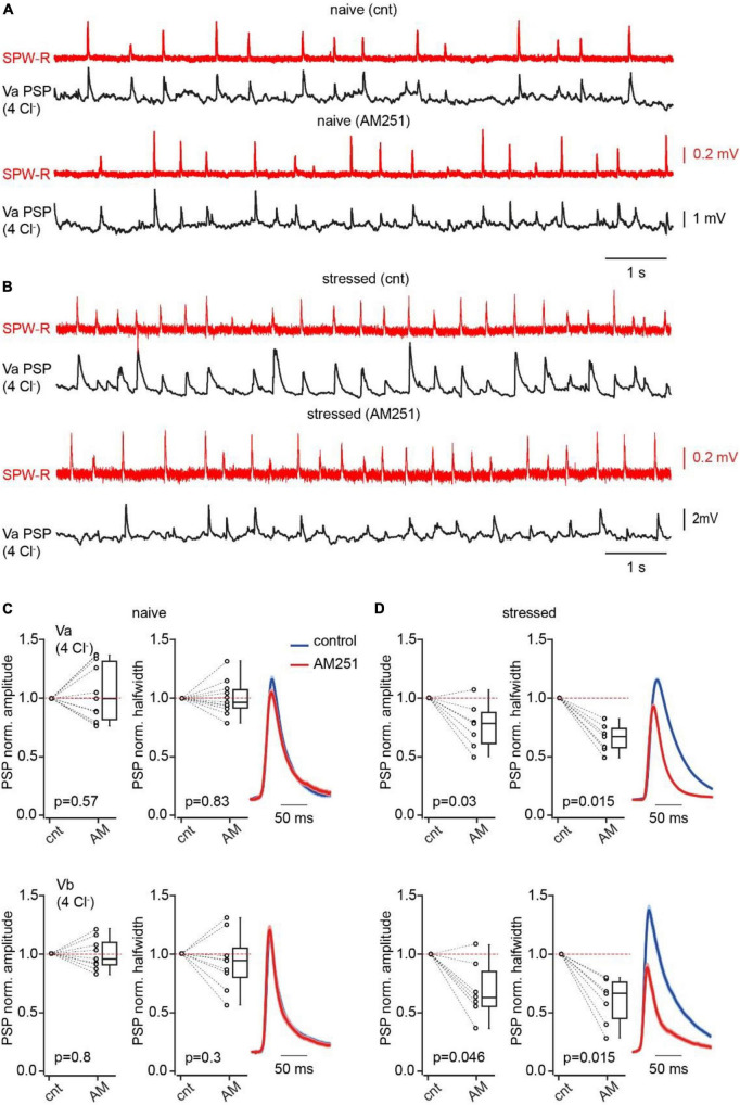 Acute stress suppresses CB1IN mediated feed-forward inhibition. (A) Spontaneous SPW-Rs (red) in CA1 and associated PSPs (black; Vm –65 mV) in mEC LVa recorded in a slice from a naive animal before and after AM251 application. (B) The same as in panel (A) recorded in the brain slice of the mouse that was stressed prior to decapitation. (C) Plots show normalized (AM251/control) amplitude (left) and halfwidth (right) values in individual cells and pooled data (presented as the median; P25; P75) obtained in Va (upper plots; n = 11) and Vb (bottom plots; n = 9) pyramidal cells, recorded in brain slices of naïve mice. (D) The same as in panel (A) recorded in brain slices of stressed mice (Va n = 7; Vb n = 7). Note that in both types of pyramidal neurons blockade of CB1R results in significant reduction of PSP amplitude and duration in slices obtained from stressed mice. The significance of the differences was assessed by the Wilcoxon signed-rank test, p values are indicated on the plots.