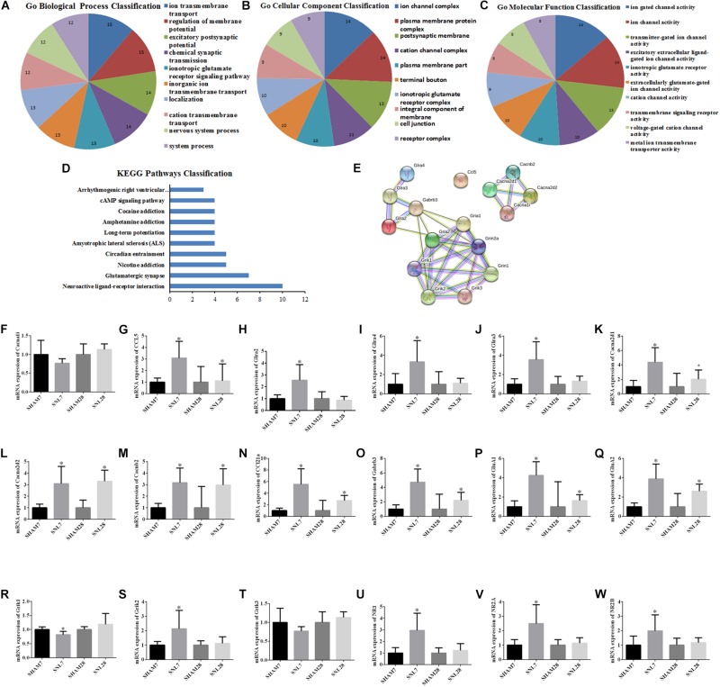 GO function and PPI network analysis of hub genes and PCR validation. (A–C) GO function analysis of the hub genes including biological process, cellular component and molecular function; (D) KEGG Pathways Classification of hub genes; (E) protein–protein interaction networks of hub genes of the conjunct pathways; (F–W) PCR validation for the expression of hub genes. ∗P < 0.05, compared with Sham-7d/28d group (SNL-7d group vs. Sham-7d group; SNL-28d group vs. Sham-28d group).