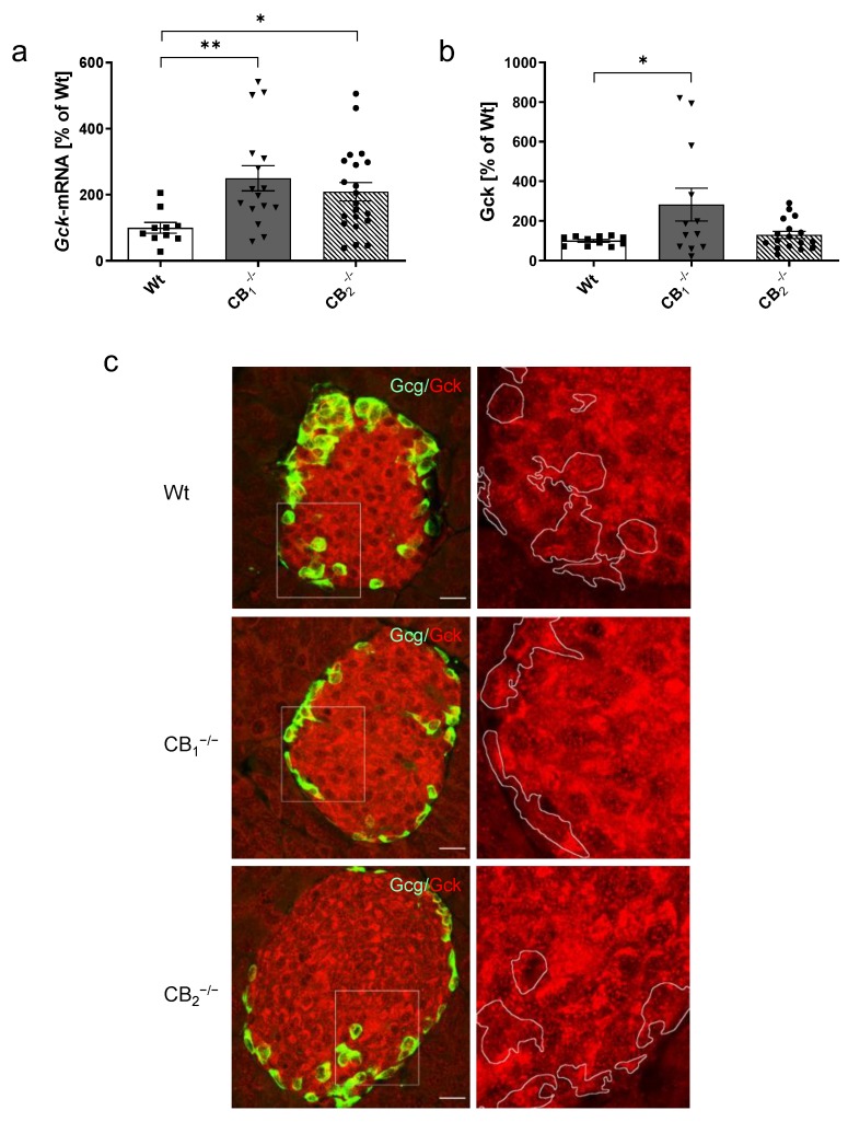Analysis of glucokinase mRNA (Gck) and protein (Gck) in pancreatic tissue of male and female wild-type (Wt) mice and cannabinoid receptor knockout mouse lines (CB1−/−, CB2−/−). (a) The relative mRNA expression level of Gck was increased in both knockout mouse lines compared to Wt mice (n = 10–21). (b) An increase in pancreatic protein content of Gck was seen only in CB1−/− mice (n = 11–17). (c) Immunohistochemical staining of Gck (red) and colabelling of glucagon (Gcg, green) demonstrated labelling of Gck in alpha- and beta-cells with a heterogeneous cytoplasmic labelling surrounding the nuclei in a ring-like manner. As indicated at higher magnification (2.5 fold, right column) of each islet (box), CB1−/− mice also showed a heterogeneous Gck distribution pattern with accumulations around the nuclei, with high and low density distribution in the cytoplasmic region. In CB2−/−, the heterogeneous detection of Gck was more prominent, displaying distinct accumulations in the perinuclear region with semilunar appearance. In all cases, confocal optical sections were merged and are representative for pancreatic islets of whole pancreatic tissue from three mice per group. Values are presented as mean (±S.E.M.) and Wt values were defined as 100%. * p < 0.05; ** p < 0.01; unpaired t-test. Scale bar 20 µm.