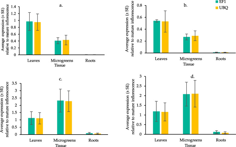 Rt-qPCR of OAC (a), OLS (b), THCAS (c), and CBDAS (d) in YHL, HMG, and HR of Cannabis sativa L. mRNA expression (± SE, n = 5) is relative to the expression of respective gene in mature female inflorescences calculated as 2-ddCq using EF1 or UBQ as reference genes. The legend shows the two reference genes used to calculate the respective relative expressions