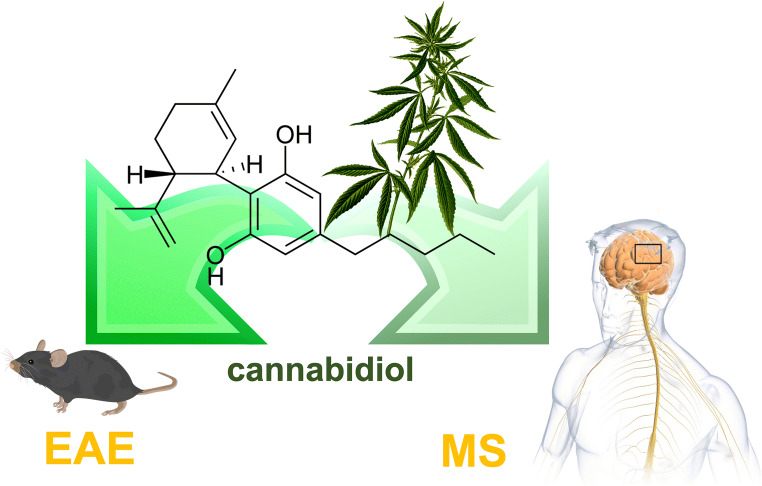 Graphical Abstract