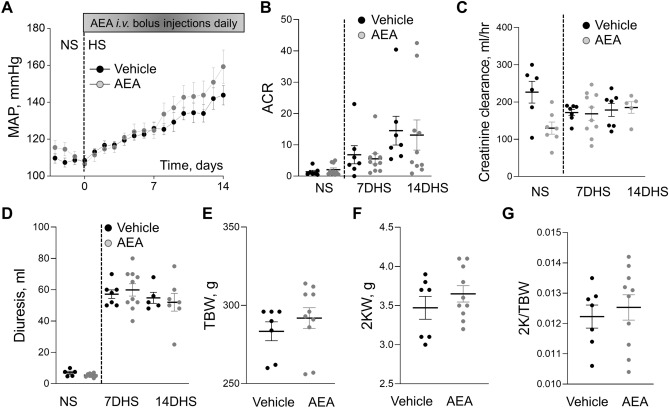 Effect of chronic treatment with AEA at a dose 0.05 mg/kg on the development of salt-induced hypertension in Dahl SS rats. (A) Changes in the development of mean arterial pressure (MAP) in male SS rats following a change in a diet from a normal salt (NS, 0.4%; day 0) to a HS (8% NaCl) and chronically treated with AEA at a dose 0.05 mg/kg (n = 9) or vehicle (n = 7) (ANOVA, p < 0.05). (B) Albumin/creatinine ratio (ACR, Alb/Cre, 24 h collection). (C) Creatinine clearance (creatinine urine concentration x urine flow / creatinine serum concentration). (D-G) Diuresis (D), total body weight (TBW, E), 2 kidneys weight (2KW, F), and 2 kidneys to body weight ratio (2 K/TBW, G) changes in these groups. For the data sets, urine samples were collected for 24 h. n ≥ 5 rats per group.