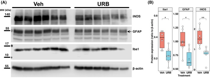 Effects of chronic intranasal URB597 delivery on the expression of Iba1, GFAP, and iNOS in the hippocampus of Tg2576 mice. (A) Western blot analysis of ionized calcium binding adaptor molecule 1 (Iba1), glial fibrillary acidic protein (GFAP), and inducible nitric oxide synthase (iNOS) in hippocampal extracts from 11‐month‐old Tg2576 mice. Animals treated with vehicle (Veh) or URB597 (URB) for 5 months are compared (n = 6 mice per group). β‐Actin is included as a loading control. Molecular weights (MW) are indicated alongside the blot for reference. (B) Boxplots showing densitometric analysis of the amounts of Iba1, GFAP, and iNOS normalized to β‐Actin. The central line in each boxplot corresponds to the median (quartile 2, Q2), the plus symbol denotes the mean, and the box edges represent the 25th (Q1) and 75th (Q3) percentiles. Whiskers extend to the most extreme data points within 1.5 times the interquartile range from the box. Asterisks represent statistical differences between groups values calculated using an unpaired t‐test (*P < 0.05 and **P < 0.01).