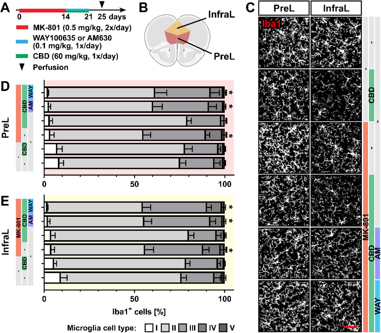 CBD reversed MK-801-induced microglia activation through 5-H1A and CB2 receptors in the mPFC(A) Experimental protocol for pharmacological treatment with MK-801, WAY100635, or AM630 and CBD followed by perfusion and immunohistochemical analysis. (B) Schematic representation of the prelimbic (PreL) and infralimbic regions (InfraL) of the mPFC used for analysis [Created with BioRender.com]. (C) Representative view of Iba1+ microglia. Scale bar, 50 µm. (D-E) Relative number of microglia divided into five classes (resting microglia, type I-II; reactive microglia, type III-V) in the PreL (D) and InfraL (E) regions. Data are represented as mean ± SEM and derived from N=7-9 mice. Each group was compared to the control group (*, p < 0.05). Details on statistical analysis can be found in Supplementary Table 1.