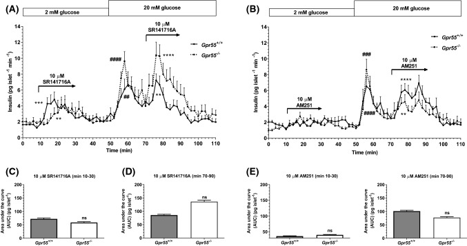 Effects of SR141716A and AM251 on dynamic insulin secretion from mouse islets. Profiles of insulin secretion from islets isolated from Gpr55+/+ (continuous line) and Gpr55−/− (dashed line) mice over time (0–110 min) (a, b) and total insulin AUC (pg islet−1) of the intervals 10–30 min (c, e) and 70–90 min (e, f) between both genotypes. 10 μM SR141716A (a) and 10 μM AM251 (b) significantly potentiated the plateau phase of glucose-stimulated insulin secretion in islets from both genotypes, with no statistical differences (ns) between the responses (d, f). 10 μM SR141716A also significantly increased insulin secretion at 2 mM glucose in islets from Gpr55+/+ and Gpr55−/− mice (a). Data are mean + SEM of five independent experiments, each of four replicates, 45 islets per channel. a ##P < 0.01 AUC min 50–70 WT vs. min 0–10 WT, ####P < 0.0001 AUC min 50–70 KO vs. min 0–10 KO, **P < 0.01, AUC min 70–90 SR141716A WT vs. min 0–10 WT, ****P < 0.0001, AUC min 70–90 SR141716A KO vs. min 0–10 KO; two-way ANOVA, Tukey’s multiple comparisons post test; ***P < 0.001 AUC min 10–30 SR141716A WT vs. min 0–10 WT, **P < 0.01 AUC min 10–30 SR141716A KO vs. min 0–10 KO, unpaired Student’s t test. b ###P < 0.001 AUC min 50–70 KO vs. min 0–10 KO, ####P < 0.0001 AUC min 50–70 WT vs. min 0–10 WT, **P < 0.01, AUC min 70–90 AM251 KO vs. min 0–10 KO, ****P < 0.0001, AUC min 70–90 AM251 WT vs. min 0–10 WT; two-way ANOVA, Tukey’s multiple comparisons post test