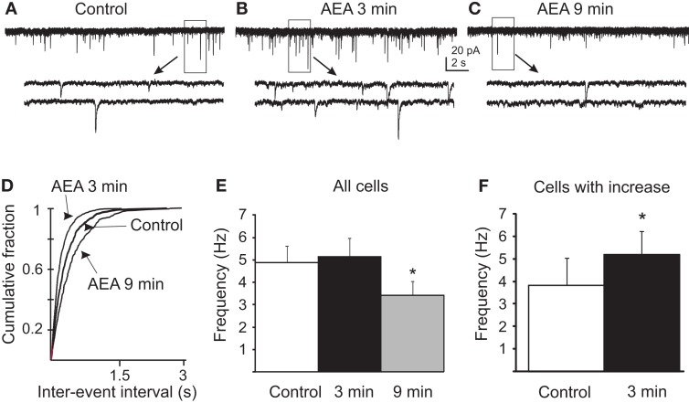Anandamide biphasically altered mEPSC frequency in gastric-related preautonomic neurons. (A–C) Sequential recordings of mEPSCs observed in EGFP-labeled PVN neurons at a holding potential of −60 mV in control conditions (A) and after 3 min (B) and 9 min (C) of bath application of 10 μM AEA. Bottom traces show the boxed areas in the upper traces on an expanded time scale. (D) Cumulative probability plots of inter-mEPSC interval distribution from the same cell showed a significant increase at 3 min (leftward shift) and a significant decrease at 9 min (rightward shift) in mEPSC frequency (p < 0.02; K–S test). (E) Pooled data from all tested cells showing changes in frequency of mEPSCs caused by 10 μM AEA at 3 and 9 min (n = 9; *p < 0.05 from control and 3 min; ANOVA, Tukey’s). (F) Pooled data from the subset of neurons that responded to AEA with an increase in mEPSC frequency (45%) showing changes in the frequency of mEPSCs at 3 min (n = 5; * p < 0.05, t-test).