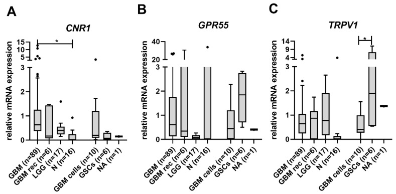 Receptor mRNA levels in different types and grades of glioma samples. The expression of (A) CNR1 (CB1), (B) GPR55, and (C) TRPV1 in glioma, non-cancerous brain tissues, and GBM cells. mRNA values were normalized to the housekeeping genes HPRT1 and GAPDH and analysed with quantGenius software (developed at NIB). n: number of samples; N: non-cancerous brain tissues; LGG: grade I or II gliomas (pilocytic astrocytoma, astrocytoma, oligodendroglioma); GBM: glioblastoma; GBM rec: recurrent glioblastoma; GBM cells: primary glioblastoma cells; GSCs: glioblastoma stem cells isolated from patient tumour samples; NA: normal astrocytes versus N: the non-cancerous brain tissues (* p < 0.05).