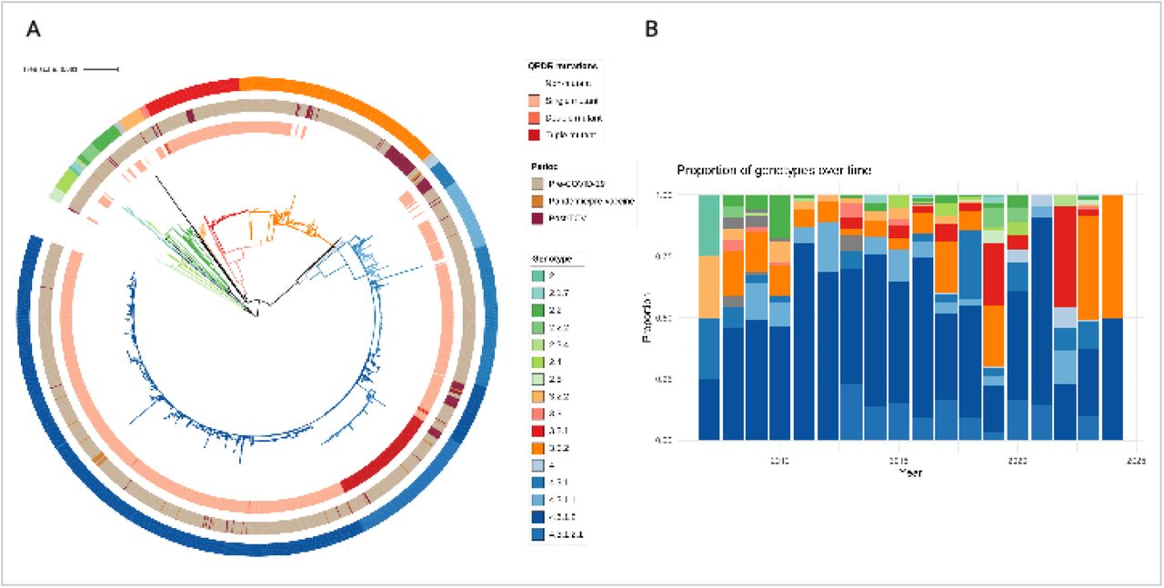Phylogenetic structure and temporal distribution of Salmonella Typhi in Nepal(A) Maximum likelihood phylogeny of 1,722 S. Typhi genomes from Nepal, including 350 isolates generated in this study and 1,372 previously published genomes. Branches and outer ring are colored by genotype according to the GenoTyphi scheme. Inner ring is colored according to the number of quinolone resistance-determining regions (QRDRs). The tree scale bar indicates nucleotide substitutions per site. (B) Temporal distribution of S. Typhi genotypes in Nepal. Stacked bar plots show the proportion of genotypes by year.