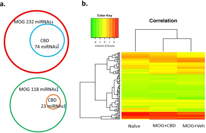 Expression of microRNA in splenic CD4+ T cells. CD4+ T cells from spleens of naïve, MOG + vehicle and MOG + CBD treated mice were isolated as described in the Fig. 1 legend. Expression of mature miRNAs in splenic CD4+ T cells from naïve mice and MOG-induced EAE mice treated with vehicle (MOG + Veh) or CBD (MOG + CBD) was determined by microarray. Linear fold change > 1.5 was considered as significant. (a) Number of MOG induced miRNAs (topper panel) and suppressed miRNAs (lower panel). CBD suppressed the expression of 74 MOG-induced miRNAs, and induced the expression of 23 MOG-suppressed miRNAs. (b) Heat map showing the expression levels of 1910 miRNAs in 3 groups of sample.