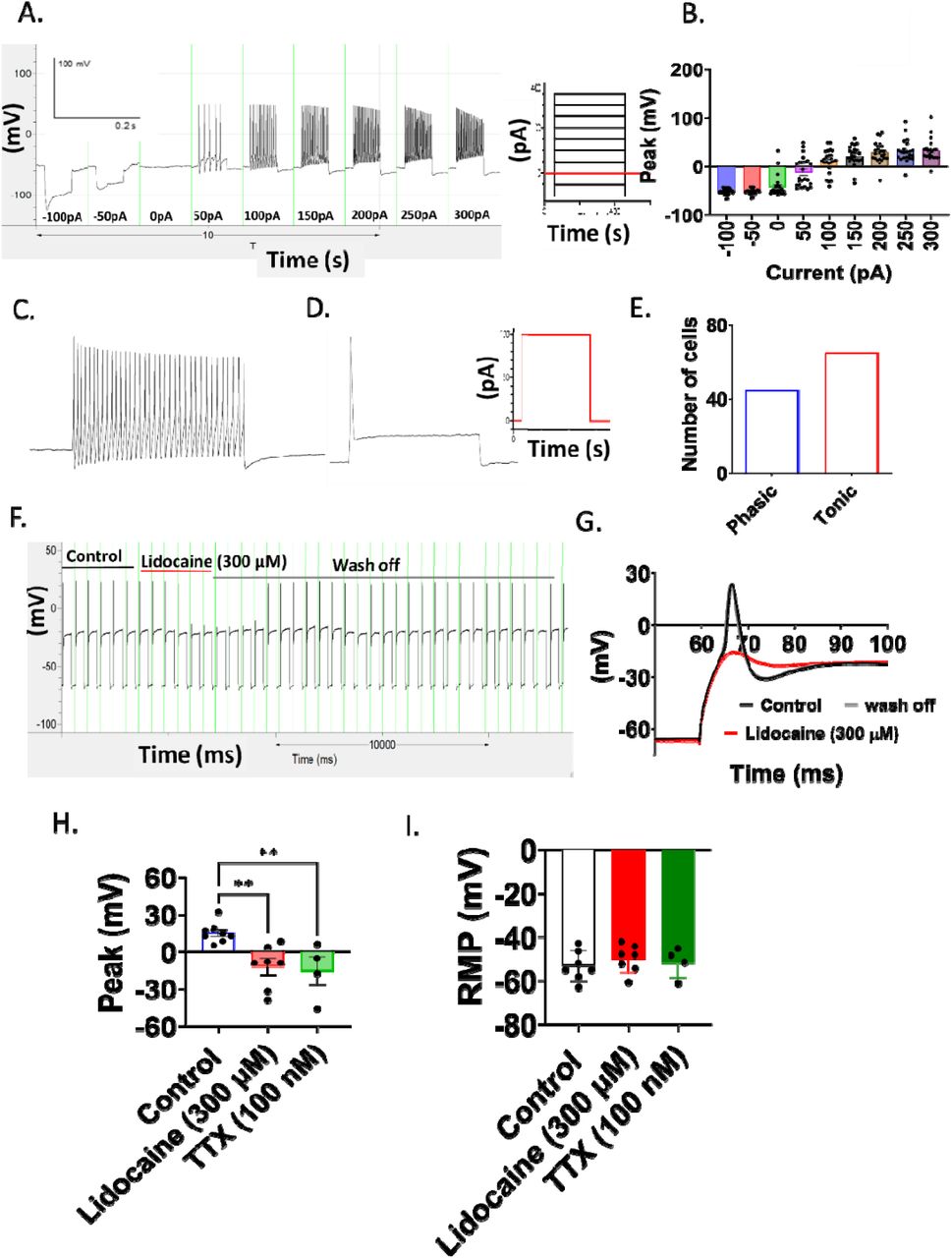 Pharmacological properties of small diameter DRG neurons.(A) Example trace showing action potential discharge from the stepwise current. No action potential discharge was recorded when the current was at a negative potential, and firing was observed when the step current was greater than >+50 pA. (B) Peak action potential (AP) with increasing IV current injection. (C-D) Examples of(C) tonic (burst) and (D) phasic (single) action potential activation at 100 pA current. (E) Number of cells with tonic or phasic action potential discharge. (F) An example recording showing inhibition of baseline firing by 300 μM lidocaine. (G) Overlaid traces showing action potentials in control and in the presence of 300 µM lidocaine. (H-I) Effect of 300 µM lidocaine (n=7) and 100 nM TTX (n=4) on (H) peak action potential (AP) height and (I) resting membrane potential (RMP). Data presented as mean ± SEM (Individual data points overlaid). **p<0. 01.