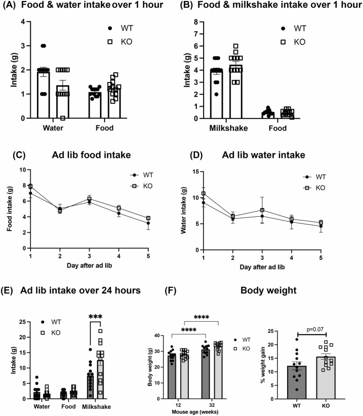 Intake of food, water and milkshake during and after food restriction. Food-restricted mice were allowed to consume food pellets and water (a) or food pellets and milkshake (b) for 1 h. WT and α-DB KO mice consumed the same amount of food, water and milkshake during this period. Intake of food and water did not differ between WT and KO animals allowed ad libitum access (c and d). Fully fed α-DB KO mice drank significantly more milkshake than WT mice over a 24-h period (e). Body weight at the start (12 weeks old) and end (32 weeks old) of the experiment did not differ between WT and KO mice, although both groups gained a significant amount of weight over time (f). KO mice showed a trend towards greater weight gain between the start and end of the experiment compared to WT animals (f). n = 12/group. For a–e, p > 0.05, two-way repeated measures ANOVA. For f, ****p < 0.0001, two-way repeated measures ANOVA with Sidak’s post-hoc