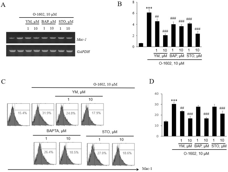 Effects of YM254890, BAPTA-AM, and STO-609 on O-1602-induced Mac-1 expression in THP-1 cells. THP-1 cells were pretreated with the indicated concentrations of inhibitors for 1 h, and then treated with 10 μM O-1602 for 24 h. The mRNA expression of adhesion molecules was analyzed by RT-PCR and flow cytometry. (A) Representative RT-PCR images. (B) Histograms showing the relative mRNA levels. (C) Representative flow cytometry images of Mac-1 proteins. (D) Histograms showing relative Mac-1 protein levels. The results are presented as the mean ± SEM of three independent experiments. Statistical significance: *** p < 0.001 vs. untreated control cells, ## p < 0.01, ### p < 0.001 vs. O-1602-treated cells.