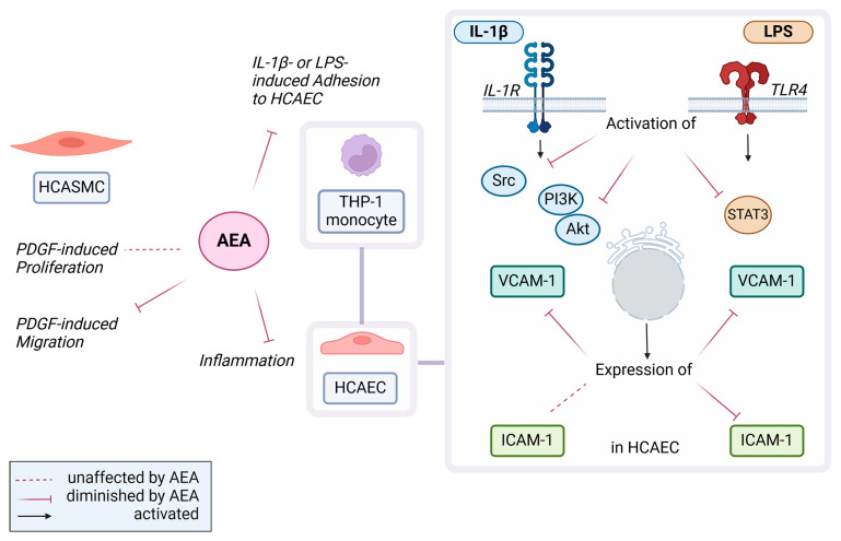 A schematic summary of the effects observed by AEA in this study. In PDGF-treated HCASMC, AEA reduced migration without affecting proliferation. In HCAEC, AEA inhibited IL-1β-induced VCAM-1 expression by interfering with PI3K/Akt and Src signaling pathways. Upon LPS stimulation, AEA inhibited VCAM-1 and ICAM-1 expression in HCAEC, which was preceded by inhibition of the activation of the transcription factor STAT3. Finally, an AEA-mediated inhibition of IL-1β- and LPS-induced adhesion of monocytes to HCAEC was demonstrated on a functional level. Common abbreviations used have been explained in the manuscript when first mentioned. Created with BioRender.com.