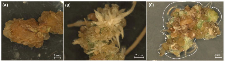 Different types of cannabis calli from this study. (A) Non-embryogenic callus, (B) rooty callus, and (C) embryonic callus are shown.
